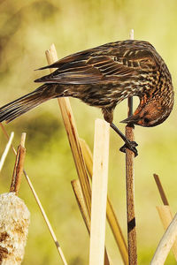 Close-up of bird perching on wooden post