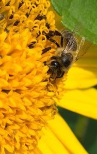 Close-up of bee on yellow flower