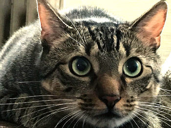 Close-up portrait of a cat