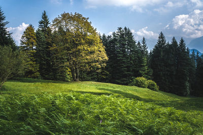 Scenic view of forest against sky