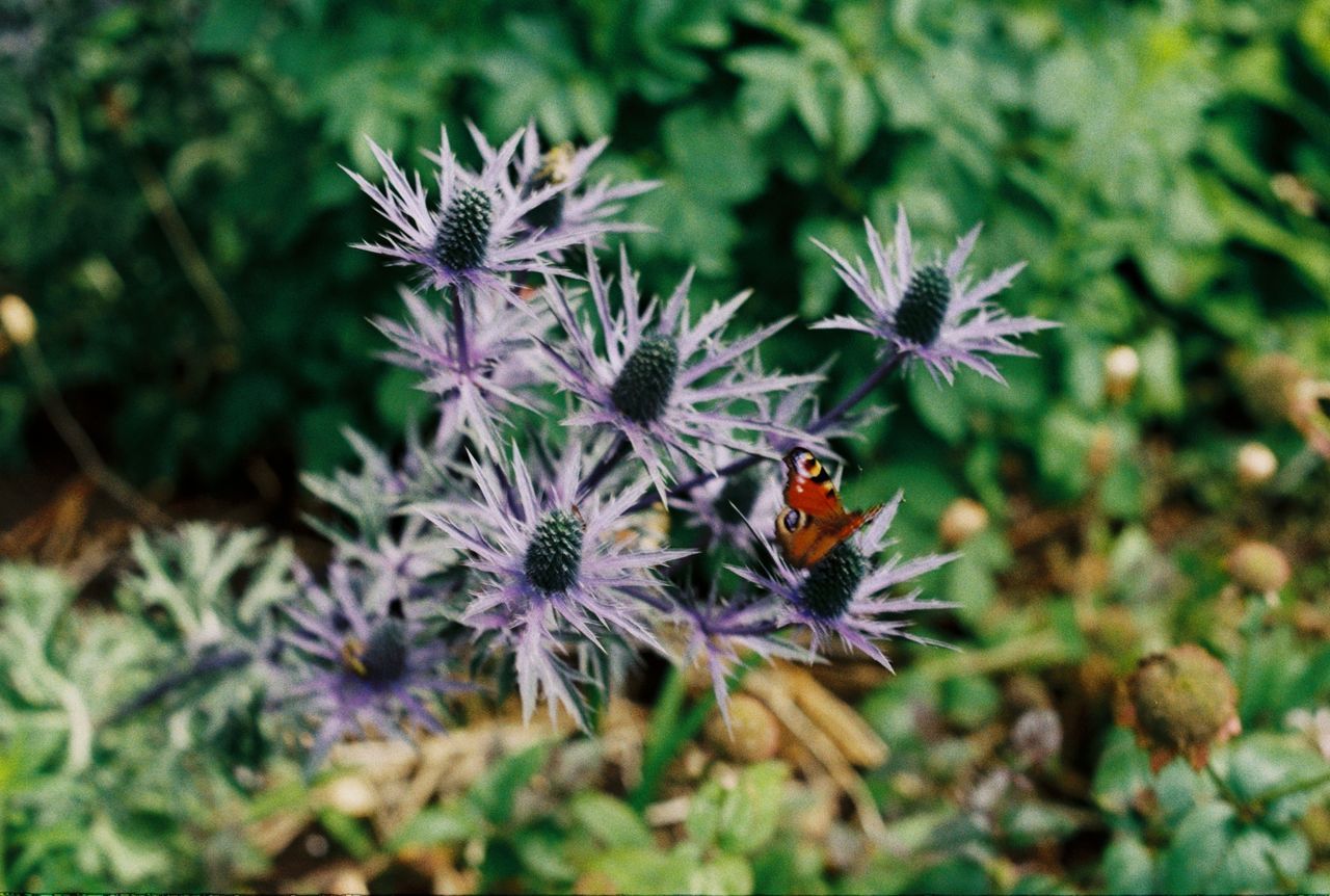 CLOSE-UP OF HONEY BEE ON PURPLE FLOWER