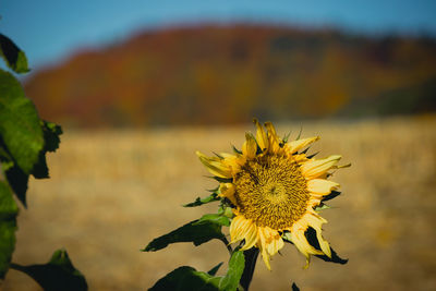 Close-up of yellow flower against sky