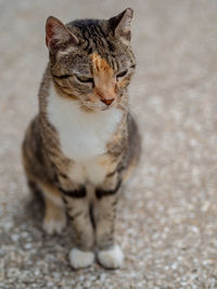 Close-up of cat sitting on floor