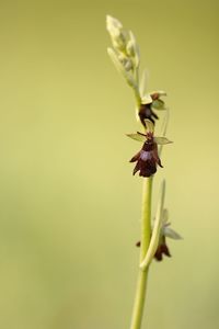 Ophrys insectifera, wild orchid