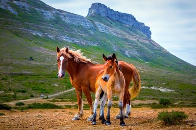 Horses standing in a field