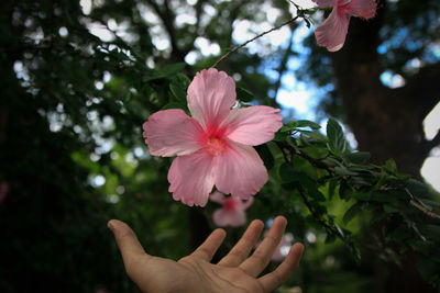 Close-up of hand holding pink flowering plant