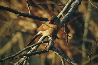 Female northern cardinal perching on branch