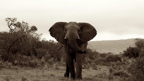 View of elephant on field against sky