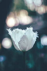 Close-up of white flowering plant