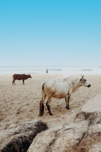 Horses on a land