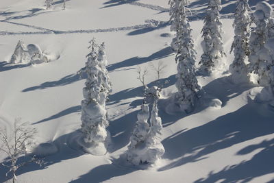 Close-up of icicles on snow covered land