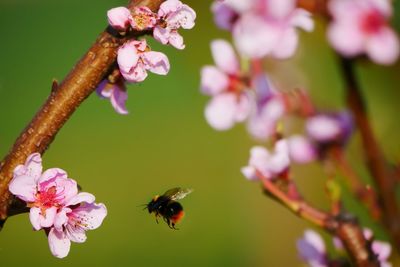 Close-up of bee pollinating on pink flower