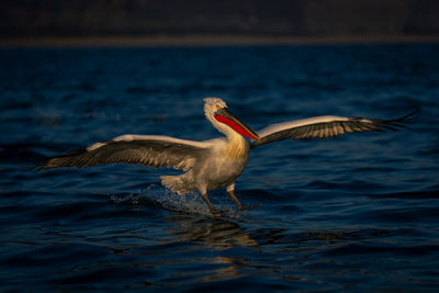 Pelican swimming in lake