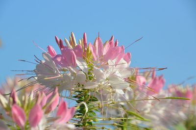 Low angle view of pink flowering plant against clear sky