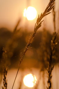 Close-up of plants against sunset