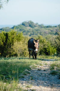 Cow standing in a field