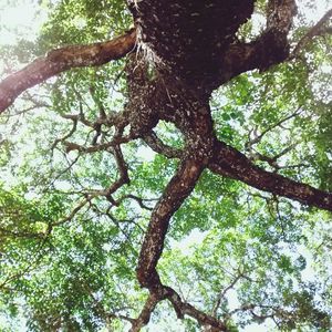 Low angle view of trees