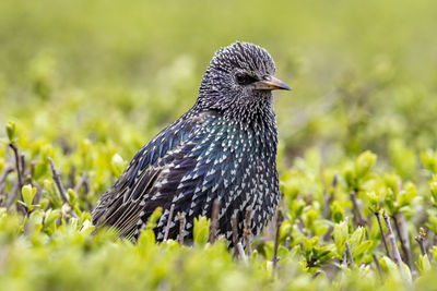 Close-up of bird perching on a field