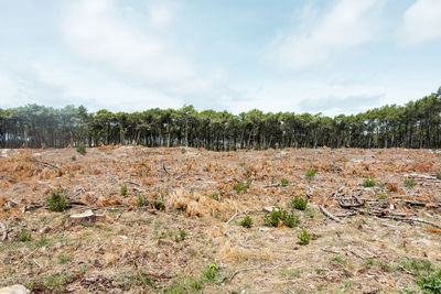 Trees growing on field against sky