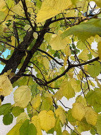 Low angle view of tree leaves against sky