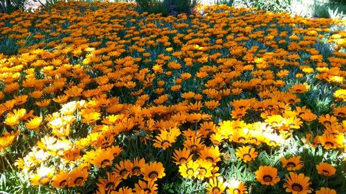 Yellow flowers blooming in field