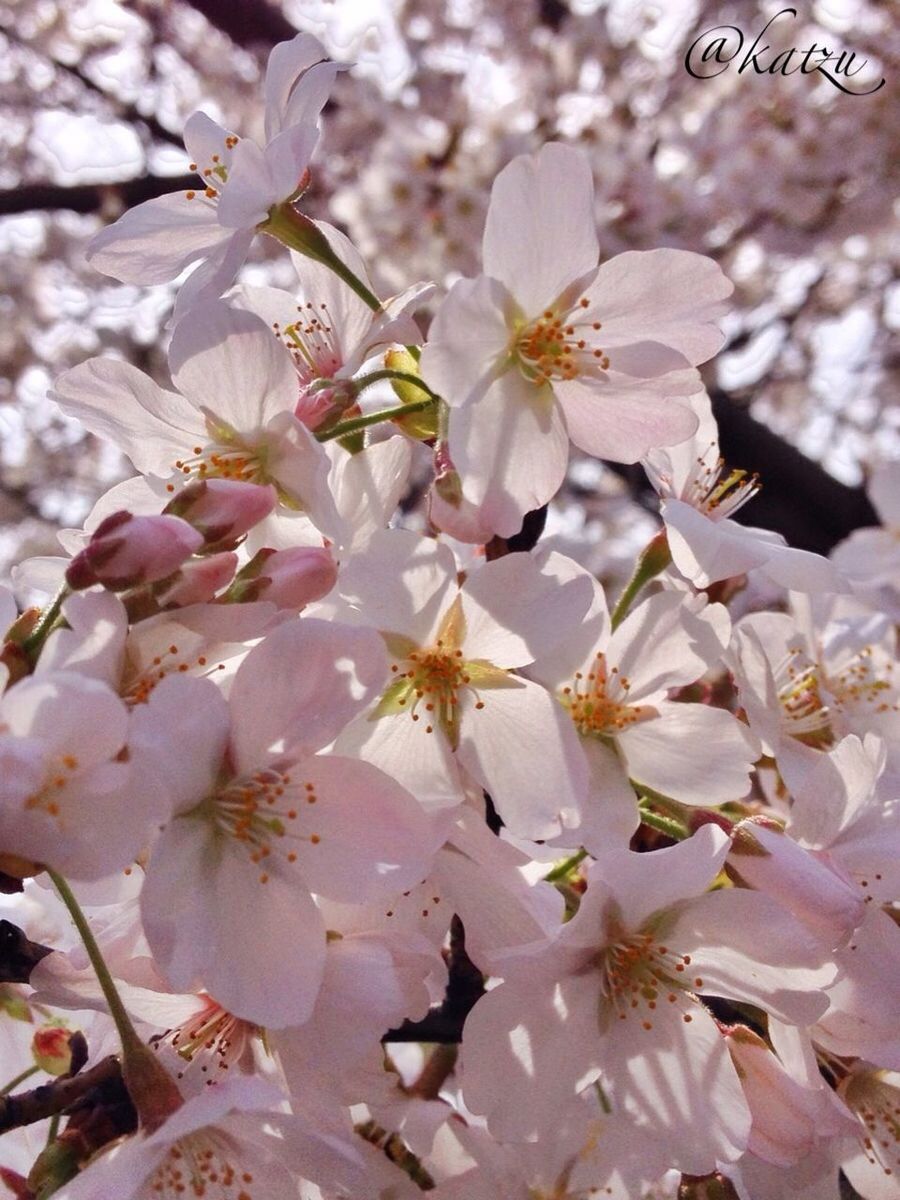 flower, freshness, growth, fragility, cherry blossom, beauty in nature, petal, tree, branch, nature, blossom, focus on foreground, close-up, cherry tree, white color, blooming, in bloom, flower head, springtime, pink color