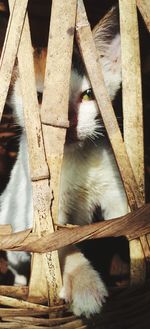 Close-up of cat in zoo