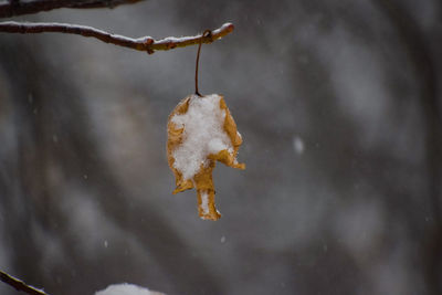 Close-up of frozen plant on snow