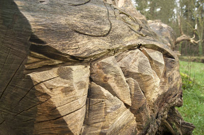 Close-up of lizard