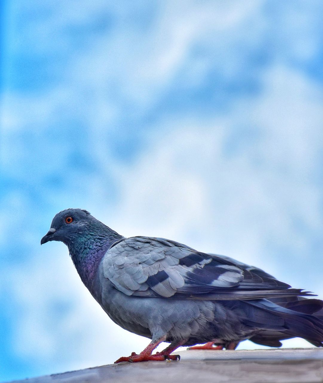 CLOSE-UP OF PIGEON PERCHING