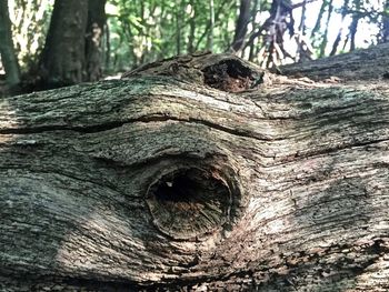 Close-up of tree trunk in forest