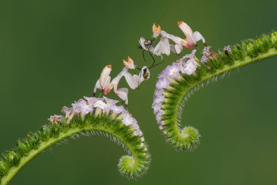 Close-up of plant