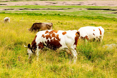 Cow standing on grassy field