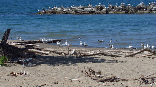 View of birds on beach