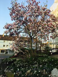Tree in city against sky