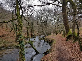 Bare trees by river in forest against sky