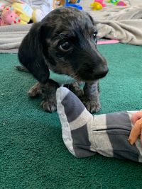 Close-up of person with dog