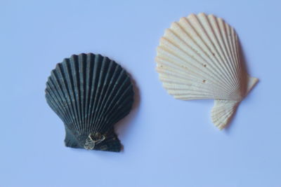 Close-up of seashell on sea against white background