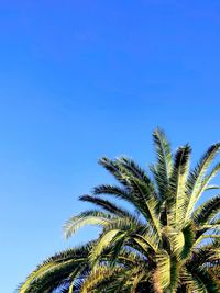 Low angle view of palm trees against blue sky