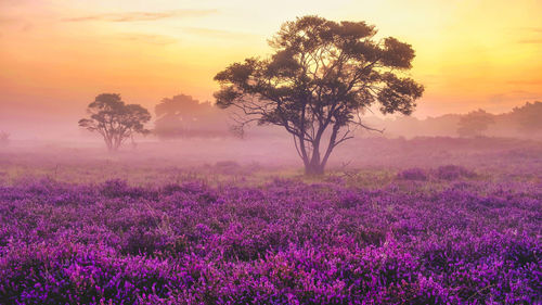 Scenic view of field against sky during sunset