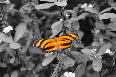 Close-up of butterfly pollinating on plant