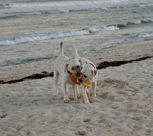 Dogs on sand at beach