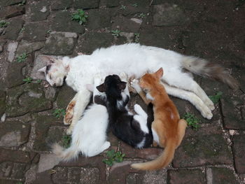 Kittens suckling milk from mother