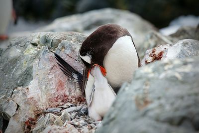 Penguin feeding young bird by rocks