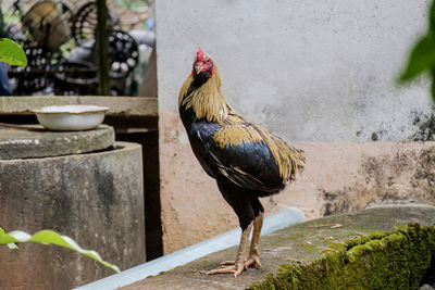 The male chicken has no tail, standing, flapping its wings