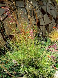 Plants growing in front of building