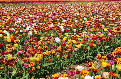 Multi colored tulips in field