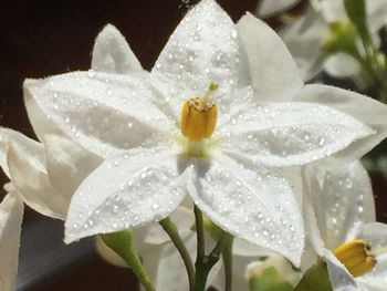 Close-up of wet white flower