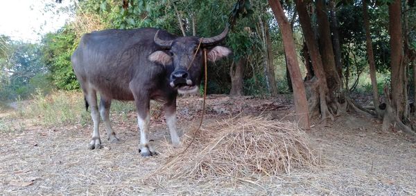 Cow standing in a forest