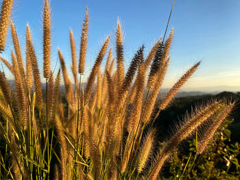 Close-up of wheat growing on field